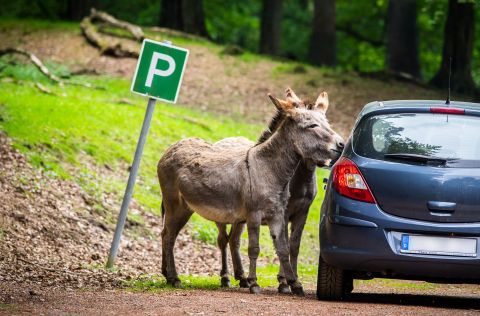 Ein Esel steht an einem Auto