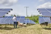 Ein Mann mit einem weißen Poloshirt steht in einem Solarpark mit mehreren Reihen an PV-Modulen. Neben ihm stehen Schafe.