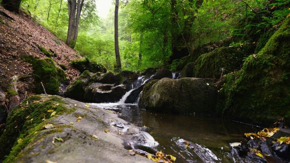 Bachlauf im Wald