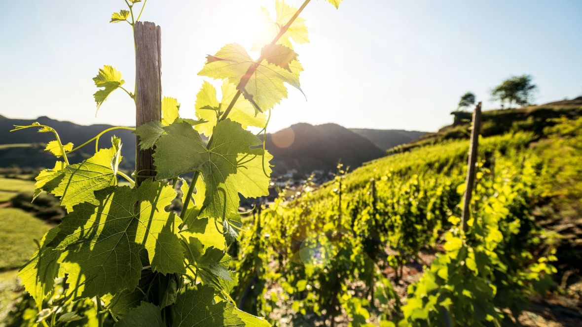 Nahaufnahme von einem Weinberg. Im Hintergrund ein sonniger Himmel.