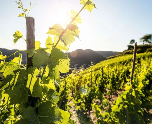 Nahaufnahme von einem Weinberg. Im Hintergrund ein sonniger Himmel.