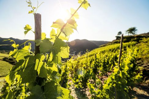 Nahaufnahme von einem Weinberg. Im Hintergrund ein sonniger Himmel.