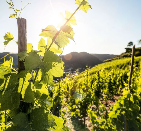 Nahaufnahme von einem Weinberg. Im Hintergrund ein sonniger Himmel.