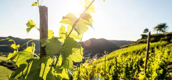 Nahaufnahme von einem Weinberg. Im Hintergrund ein sonniger Himmel.