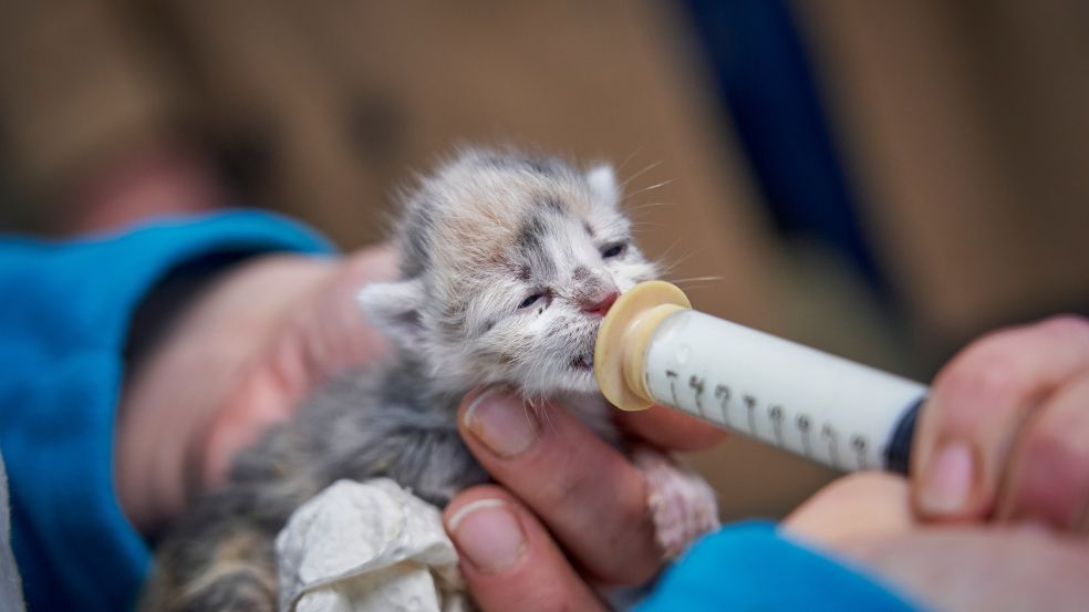Energieschub Sieger 2022 - Pfotenhilfe Handicap- und Straßentiere e.V. aus Gevenich Pfotenhilfe Handicap- und Straßentiere e.V. aus Gevenich