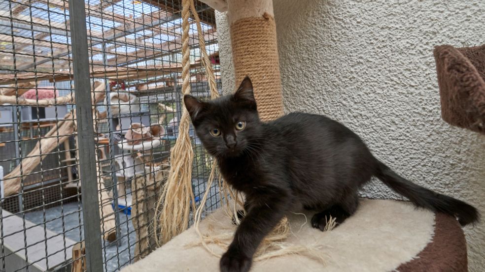 Katze Tierheim Ransbach-Baumbach