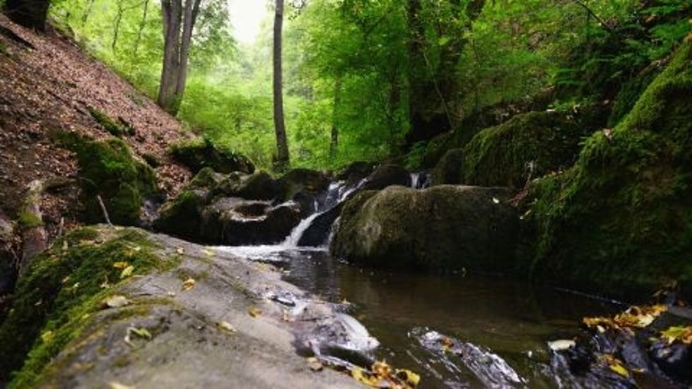 Ein kleiner Bach fließt über moosbedeckte Felsen in einem bewaldeten Gebiet. Umgeben von üppigem Grün und hohen Bäumen, wirkt die Szene ruhig und natürlich.