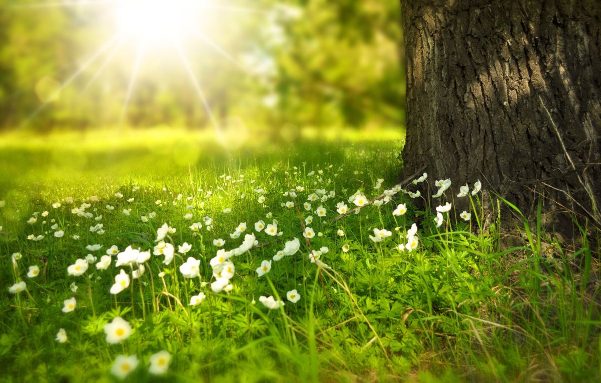 Ein großer Baum steht am Rand einer sonnigen Wiese mit vielen weißen Blumen. Sonnenstrahlen scheinen durch die Blätter, die Umgebung wirkt friedlich und grün.