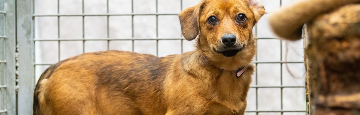 Ein kleiner, brauner Hund steht vor einem Gitterzaun und schaut aufmerksam in die Kamera. Der Hund trägt ein rosa Halsband.