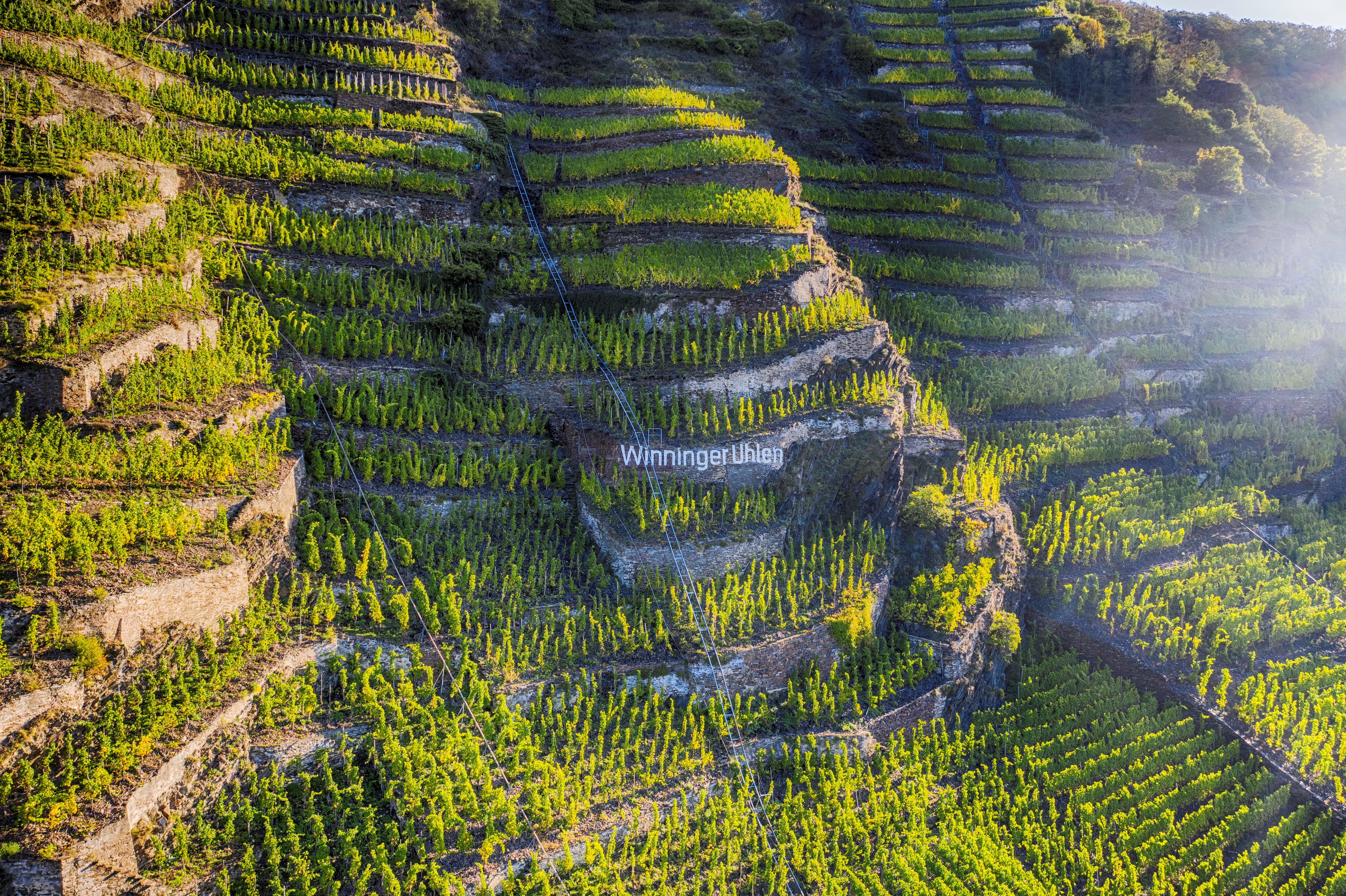Winninger Weinberge