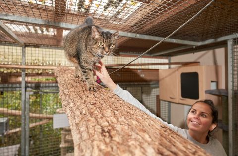Eine ehrenamtliche Helferin streichelt eine Katze im Tierheim